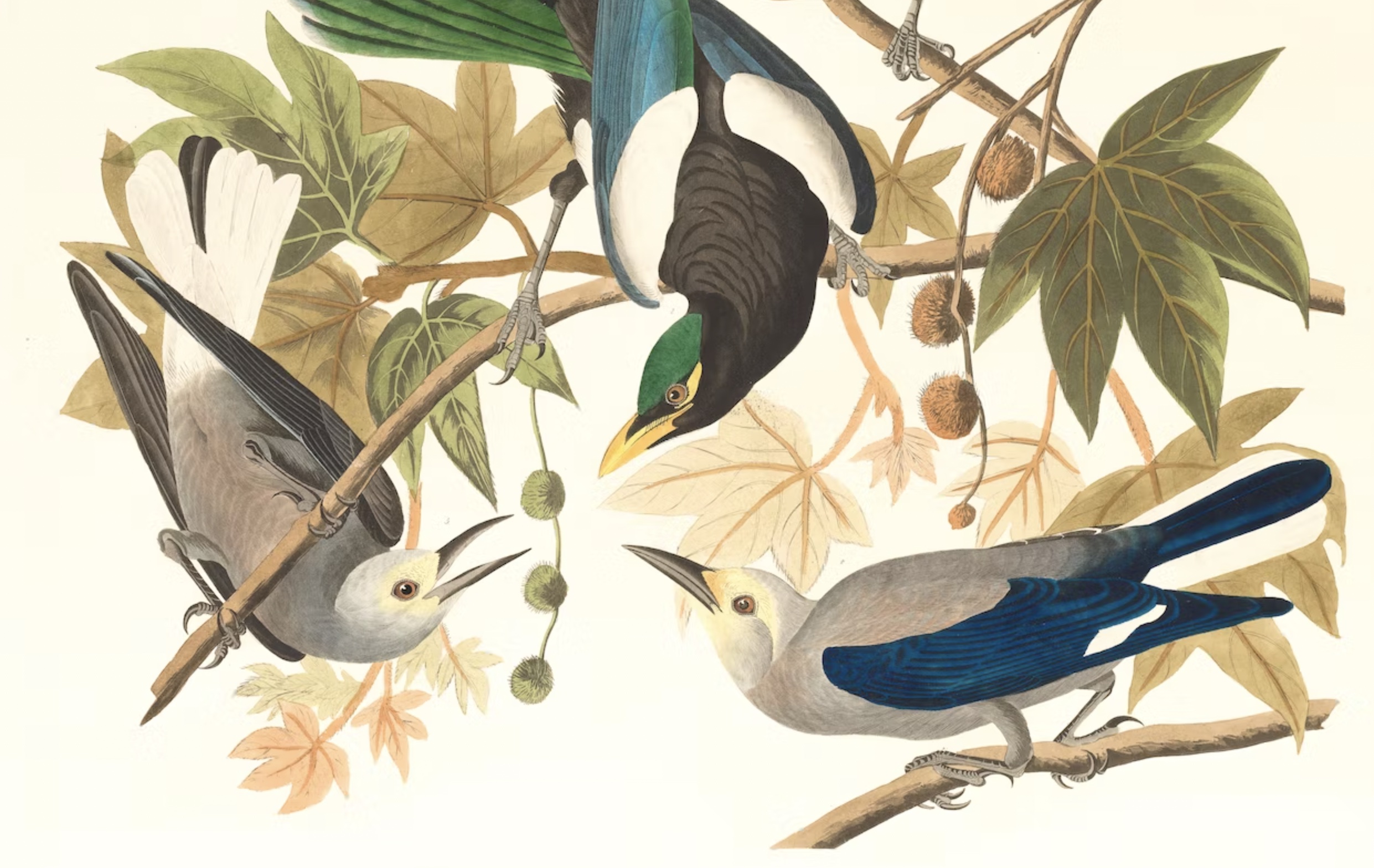 A calming illustration of three birds perched on branches, facing each other A calming illustration of three birds perched on branches, facing each other