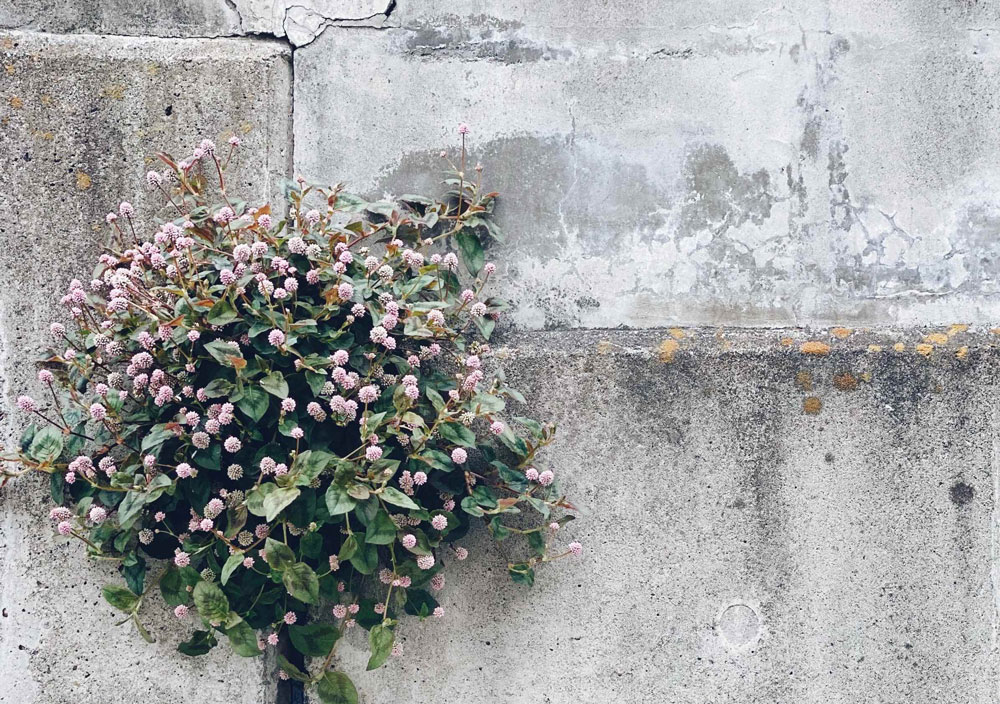A beautiful shrub busting through a whitewashed wall A beautiful shrub busting through a whitewashed wall