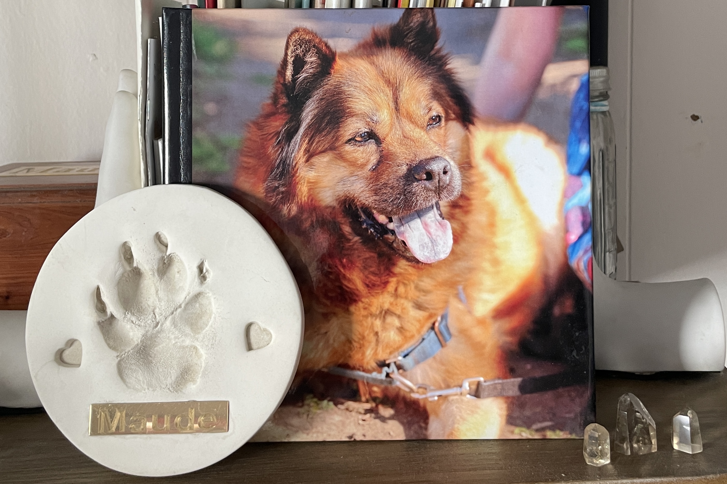 A photo of a smiling Chow Chow dog next to a clay paw print on a mantle A photo of a smiling Chow Chow dog next to a clay paw print on a mantle